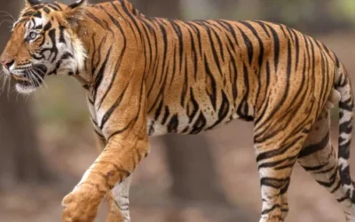 India Records Alarming Tiger Mortality Rate with 117 Deaths by August 2025; Poaching a Key Concern