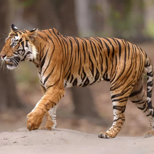 India Records Alarming Tiger Mortality Rate with 117 Deaths by August 2025; Poaching a Key Concern