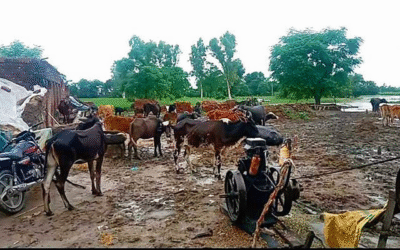Punjab Deploys 481 Teams for Livestock Care as Minister Gurmeet Singh Khudian Confirms 504 Cattle, 18,304 Poultry Birds Perished in Floods
