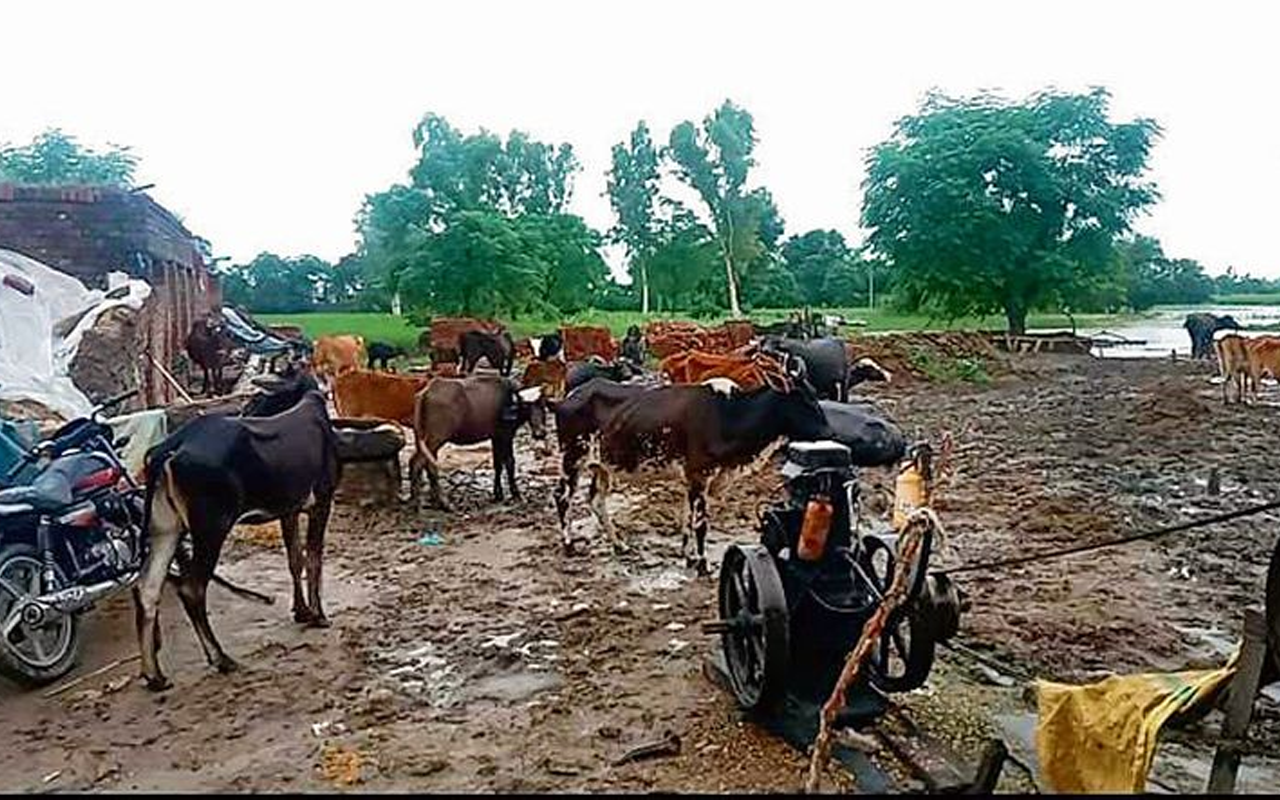 Patiala Helpclub News Punjab Deploys 481 Teams for Livestock Care as Minister Gurmeet Singh Khudian Confirms 504 Cattle, 18,304 Poultry Birds Perished in Floods