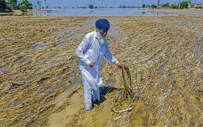 Punjab Farmers Devastated as Ravi River Floods Bury Fields Under 5-Foot Silt, Destroying Livelihoods
