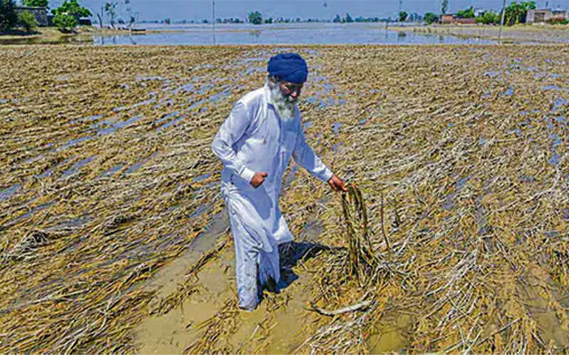 Punjab Farmers Devastated as Ravi River Floods Bury Fields Under 5-Foot Silt, Destroying Livelihoods