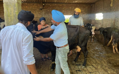 Punjab Floods: Veterinarians Warn of Infectious Disease Outbreak in 3.6 Lakh Livestock