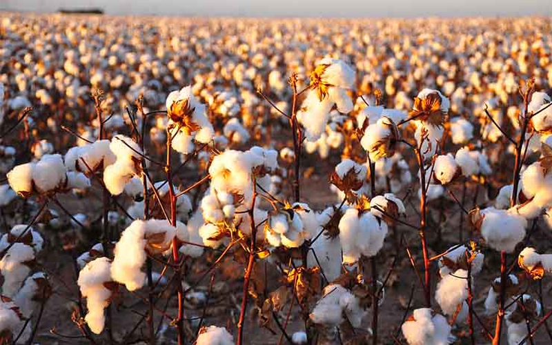 Patiala Helpclub News Cotton Field