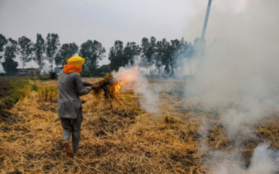 Punjab Stubble Burning Begins Amidst Flood Aftermath; 47 Incidents Reported in 5 Days