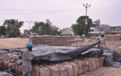 Punjab Blocks Paddy Transfer from Majha Districts to Outside Rice Mills Amid Flood-Induced Crop Shortage