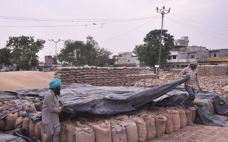 Patiala Helpclub News paddy procurment
