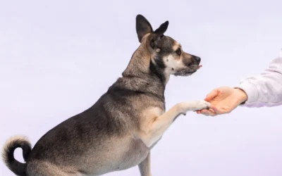 ਡਾਗ ਦੀ ਮੌਤ ਹੋ ਜਾਣ ਤੇ ਮਚਿਆ ਹੰਗਾਮਾ