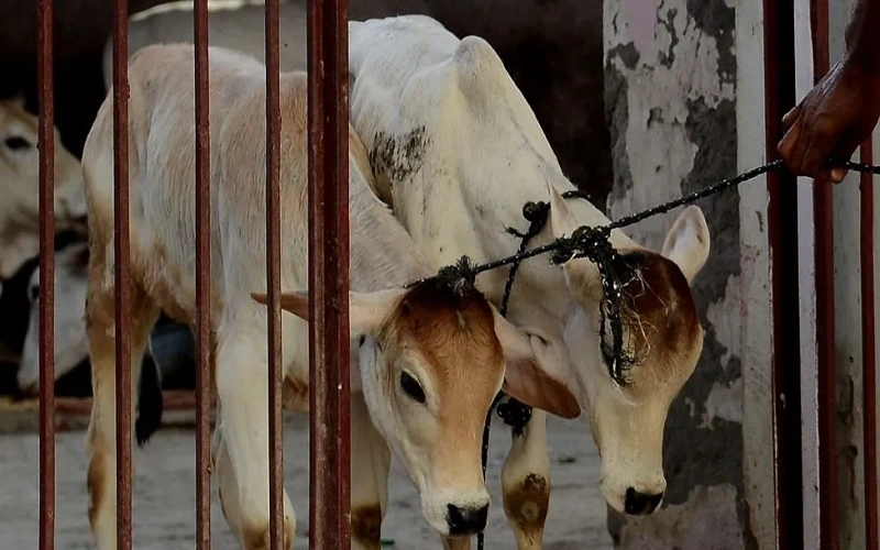 Pnjab Prohibitoin of Cow Slaughter Act