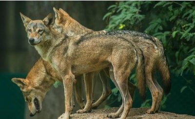 ਬਹਿਰਾਈਚ `ਚ ਮਾਂ ਨਾਲ ਸੁੱਤੀ ਪਈ ਬੱਚੀ ਨੂੰ ਚੁੱਕ ਕੇ ਲੈ ਗਿਆ ਬਘਿਆੜ