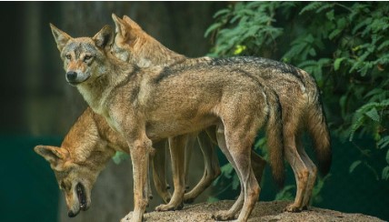 Wolf snatches baby girl