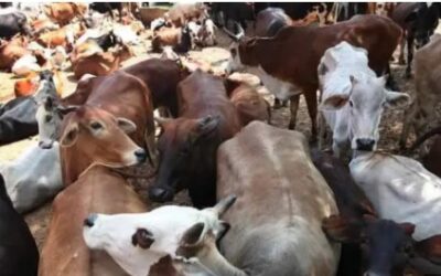 ਗਊ ਮਾਸ ਦੀ ਸਪਲਾਈ ਨੂੰ ਲੈ ਕੇ ਹੋਇਆ ਜਬਰਦਸਤ ਹੰਗਾਮਾ