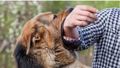 ਰੈਬਿਜ ਨਾਲ ਪੀੜ੍ਹਤ ਕੁੱਤੇ ਨੇ 15 ਜਣਿਆਂ ਨੂੰ ਵੱਢਿਆ