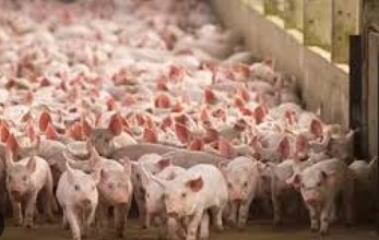 ਸੂਰਾਂ ਵਿੱਚ ਸਵਾਈਨ ਫੀਵਰ ਤੋਂ ਬਚਣ ਲਈ ਸਾਵਧਾਨੀਆਂ ਵਰਤਣ ਪਸ਼ੂ ਪਾਲਕ