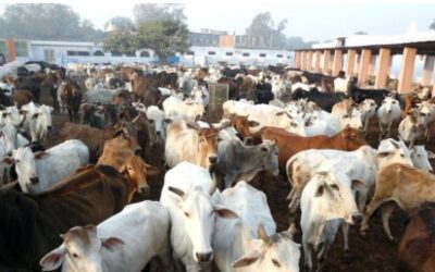 ਉੱਤਰਾਖੰਡ ਸਰਕਾਰ ਦੇਵੇਗੀ ਆਵਾਰਾ ਪਸ਼ੂਆਂ ਨੂੰ ਰੱਖਣ ਲਈ 12 ਹਜ਼ਾਰ ਮਹੀਨਾ