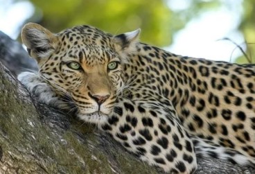 ਮਹਾਰਾਜਗੰਜ ਨੇੜੇ ਤੇਂਦੁਏ ਨੇ ਇਕ ਕੁੜੀ ਨੂੰ ਮਾਰ ਦਿੱਤਾ