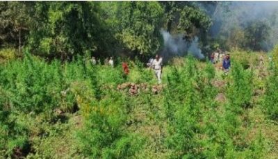 ਤ੍ਰਿਪੁਰਾ ‘ਚ 100 ਕਰੋੜ ਰੁਪਏ ਦੇ ਗਾਂਜੇ ਦੇ ਪੌਦੇ ਨਸ਼ਟ ਕੀਤੇ