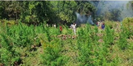 ਤ੍ਰਿਪੁਰਾ ‘ਚ 100 ਕਰੋੜ ਰੁਪਏ ਦੇ ਗਾਂਜੇ ਦੇ ਪੌਦੇ ਨਸ਼ਟ ਕੀਤੇ