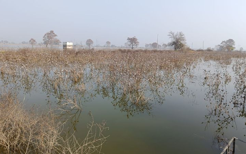 Bhiwani: Waterlogging Persists, Relief Nowhere in Sight for Farmers