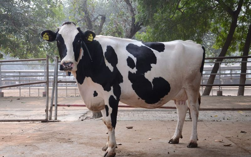 Karnal: NDRI’s Karan Fries Officially Registered as a New Breed