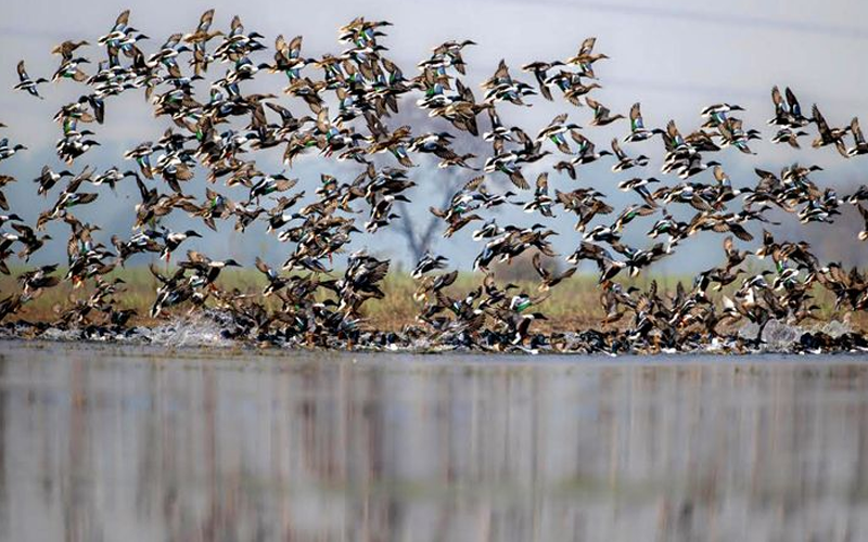 Migratory Birds Flock to Rohtak and Jhajjar Wetlands