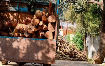Yamunanagar: Forest Dept Intercepts Truck Smuggling 460 Khair Logs to Punjab