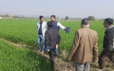 Yamunanagar Agri Scientists Survey Finds No Yellow Rust; Farmers Advised Vigilance