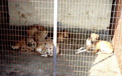 Rohtak Dog Deaths: Inquiry Panel Finds Lapses in Sterilisation; Recommends CCTV Monitoring