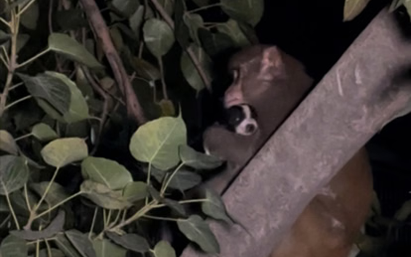 Monkey Holds Puppy Hostage for 8 Hours; Charity Team Uses Fruit Juice to Save Canine