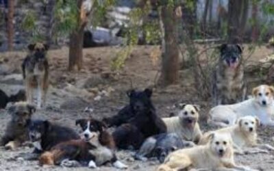 ਸਰਪੰਚ ਤੇ ਗ੍ਰਾਮ ਪੰਚਾਇਤ ਸਕੱਤਰ ਵਿਰੁੱਧ ਕਰੂਰਤਾ ਐਕਟ ਸਬੰਧੀ ਕੇਸ ਦਰਜ