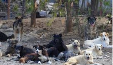 ਸਰਪੰਚ ਤੇ ਗ੍ਰਾਮ ਪੰਚਾਇਤ ਸਕੱਤਰ ਵਿਰੁੱਧ ਕਰੂਰਤਾ ਐਕਟ ਸਬੰਧੀ ਕੇਸ ਦਰਜ