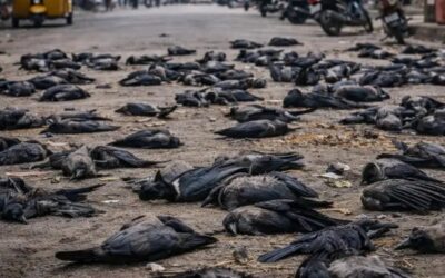 ਚੇਨਈ ਵਿਚ ਕਾਵਾਂ ਦੀ ਮੌਤ ਤੋ਼ ਬਾਅਦ ਹੋਈ ਬਰਡ ਫਲੂ ਦੀ ਪੁਸ਼ਟੀ