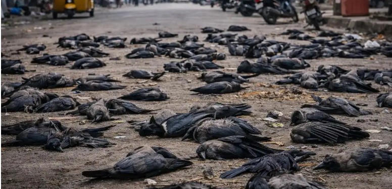 ਚੇਨਈ ਵਿਚ ਕਾਵਾਂ ਦੀ ਮੌਤ ਤੋ਼ ਬਾਅਦ ਹੋਈ ਬਰਡ ਫਲੂ ਦੀ ਪੁਸ਼ਟੀ