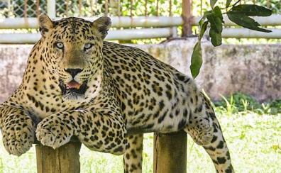 ਬਿਜਨੌਰ ਨੇੜੇ ਤੇਂਦੂਏ ਦੇ ਹਮਲੇ ਨਾਲ ਔਰਤ ਦੀ ਹੋਈ ਮੌਤ