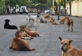 ਅਵਾਰਾ ਕੁੱਤਿਆਂ ਨੇ 10 ਸਾਲਾ ਬੱਚੇ ਨੂੰ ਹਮਲਾ ਕਰਕੇ ਕੀਤਾ ਜ਼ਖਮੀ