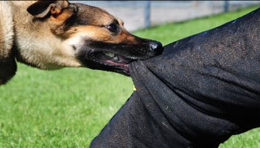 ਅਵਾਰਾ ਕੁੱਤੇ ਨੇ ਗਲੀ ਵਿਚ ਖੇਡ ਰਹੇ ਬੱਚੇ ਨੂੰ ਬੁਰੀ ਤਰ੍ਹਾਂ ਨੋਚ ਕੇ ਕੀਤਾ ਜਖਮੀ