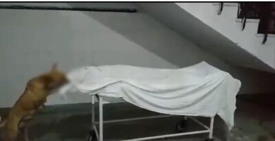 ਤੇਲੰਗਾਨਾ ਦੇ ਸਰਕਾਰੀ ਹਸਪਤਾਲ `ਚ ਕੁੱਤੇ ਨੇ ਲਾਸ਼ ਨੂੰ ਨੋਚਿਆ