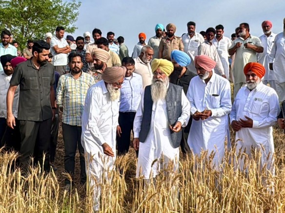 ਫਸਲਾਂ ਦੇ ਨੁਕਸਾਨ ਦੇ ਮੁਲਾਂਕਣ ਲਈ 500 ਤੋਂ ਵਧ ਕਰਮਚਾਰੀ ਤਾਇਨਾਤ : ਖੁੱਡੀਆਂ