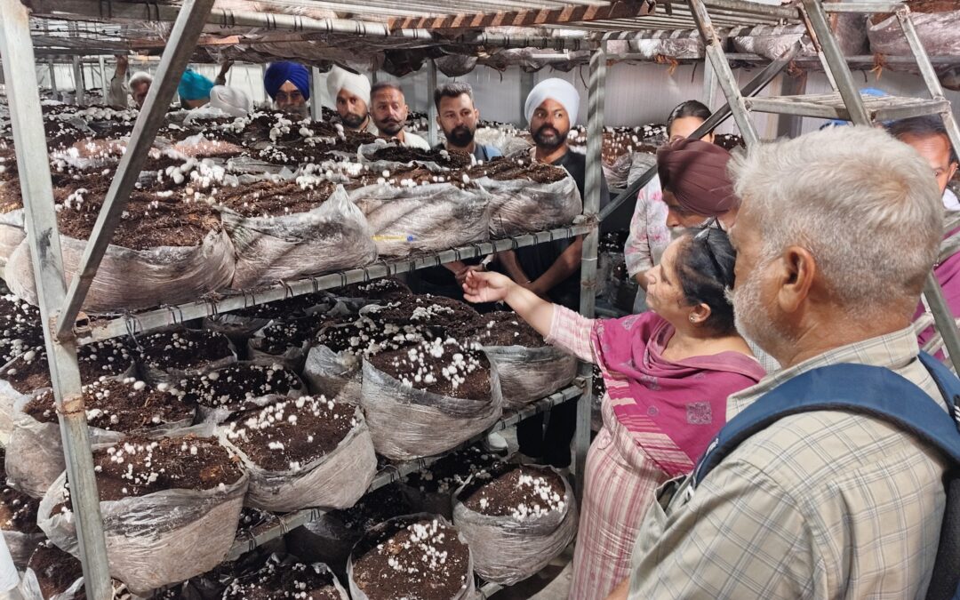 ਕੇ. ਵੀ. ਕੇ. ਨੇ ਕਰਵਾਈ ਖੁੰਬਾਂ ਦੀ ਕਾਸ਼ਤ ਅਤੇ ਪ੍ਰੋਸੈਸਿੰਗ `ਤੇ ਸਿਖਲਾਈ